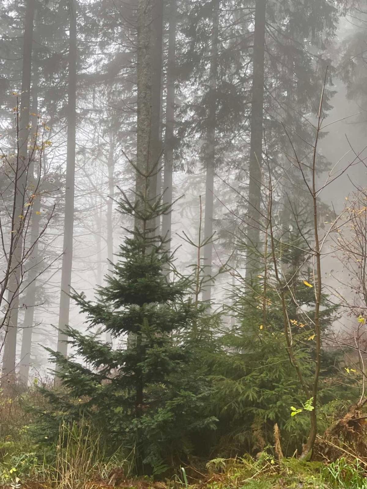 Bergwelt Kandel Hotel & Eventlocation Waldkirch Eksteriør billede