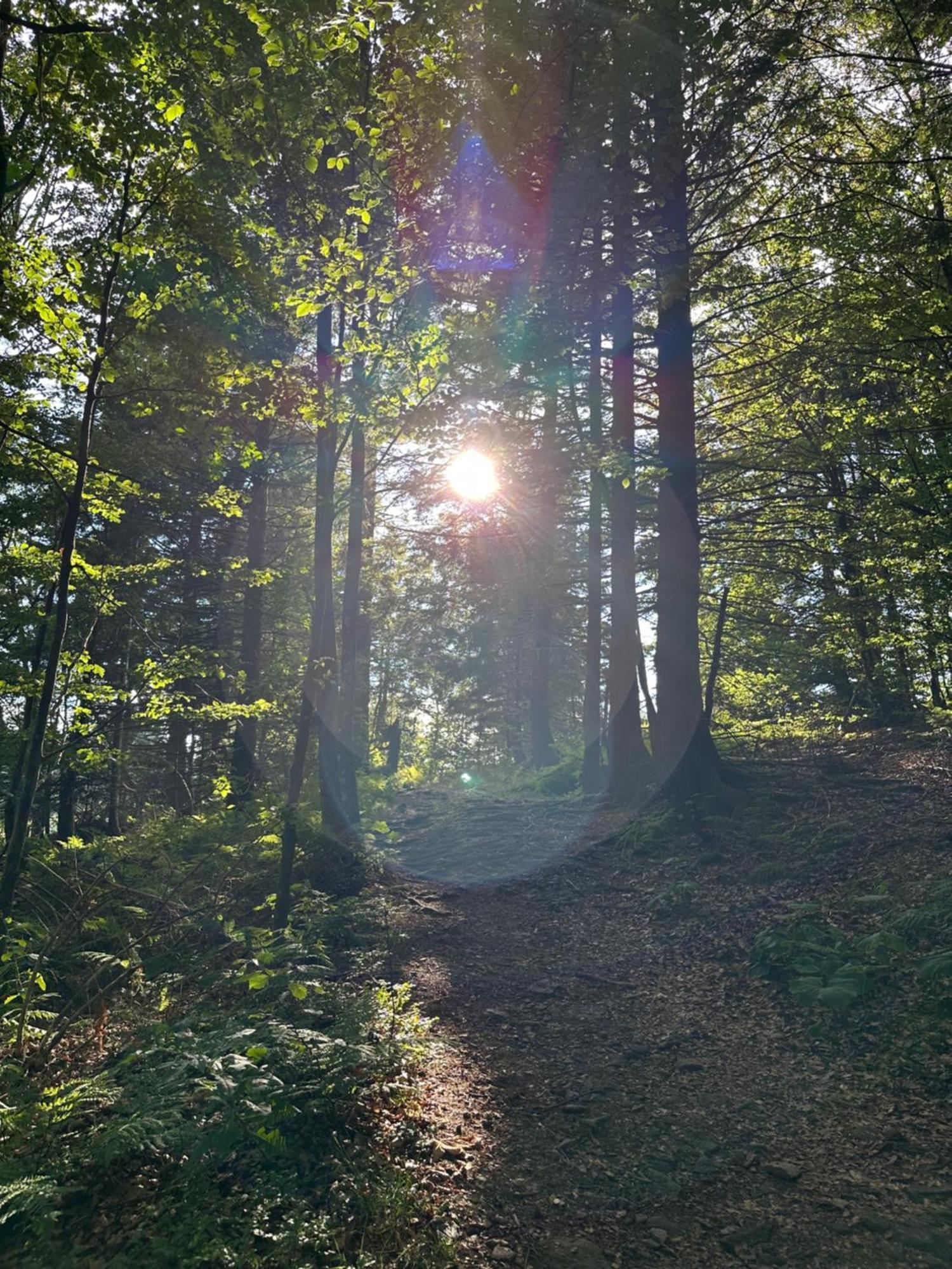 Bergwelt Kandel Hotel & Eventlocation Waldkirch Eksteriør billede